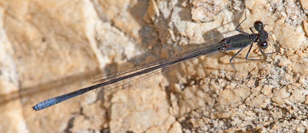 Elattoneura frenulata